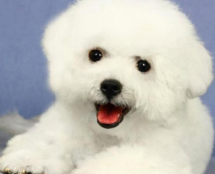 如何训练狗狗坐下趴下握手（比熊犬训练的6个基本动作）