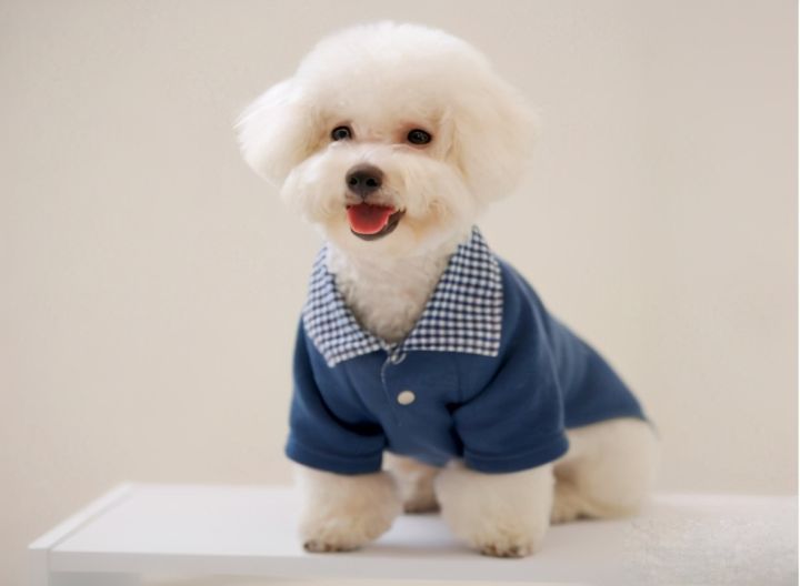 如何训练狗狗坐下趴下握手（比熊犬训练的6个基本动作）