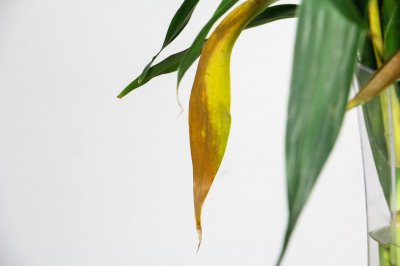 ​富贵竹养9支好还是10支好