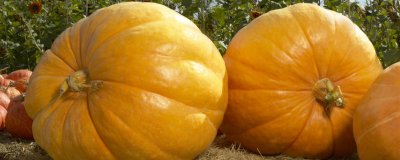 ​南瓜和苦瓜可以一起吃吗