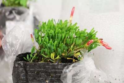 ​三角叶酢浆草的养殖方法和注意事项