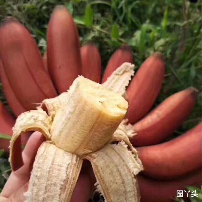 红皮香蕉的作用与功效(红皮香蕉适合什么人吃)
