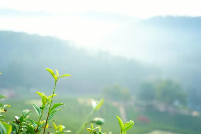 唐诗三百首经典名句大全（99句宝藏唐诗全是千古名句）(8)