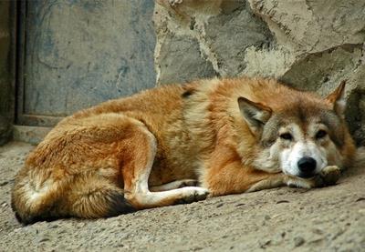很强势！中国狼，一种特殊的狼种