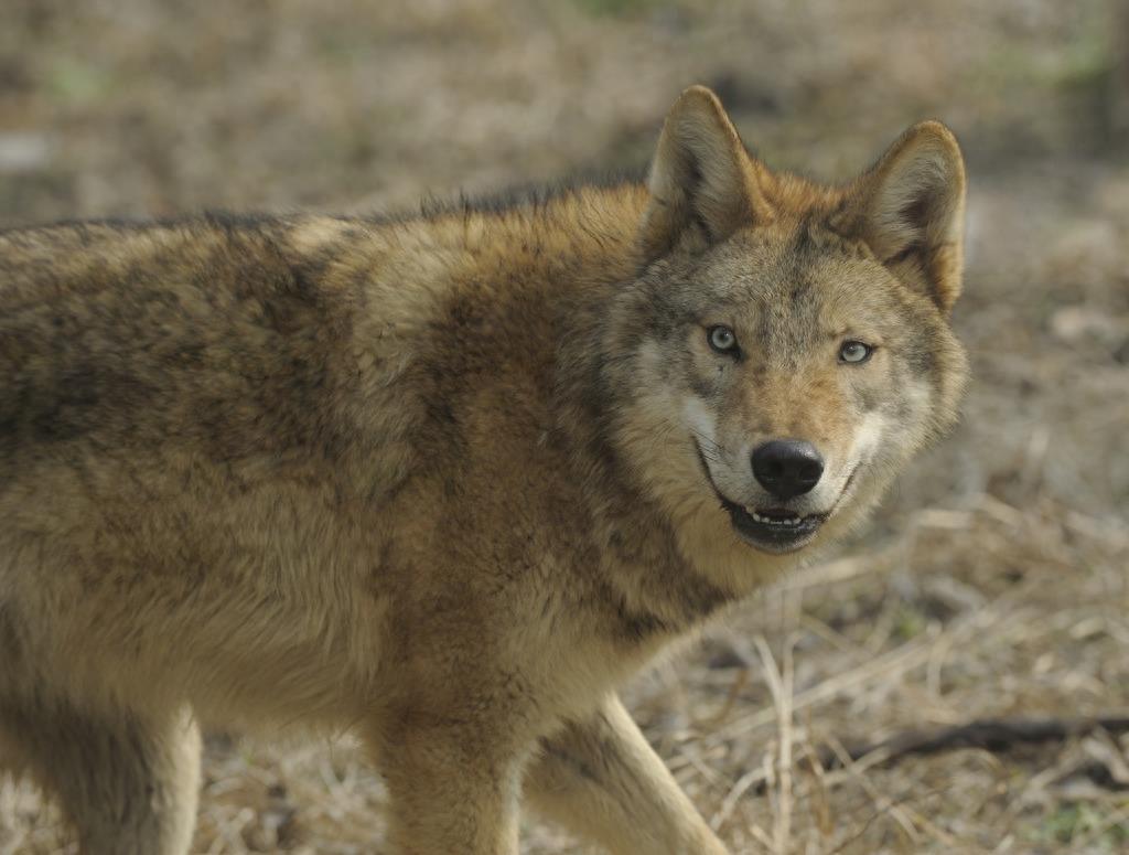 很强势！中国狼，一种特殊的狼种