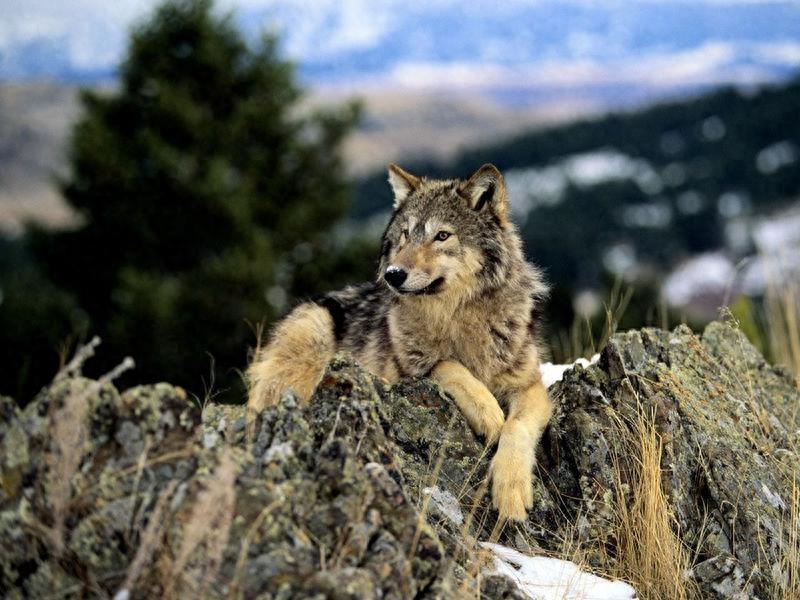 很强势！中国狼，一种特殊的狼种