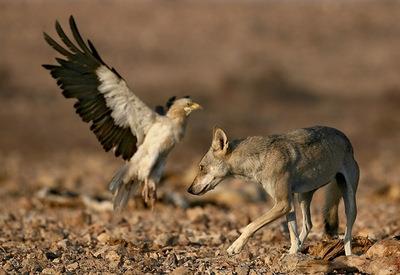 很强势！中国狼，一种特殊的狼种