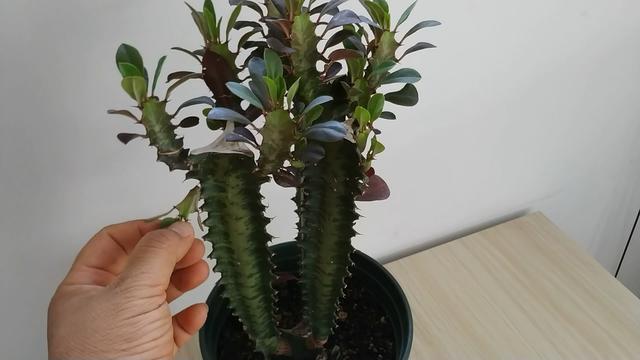 如果龙骨这样养，那么你的龙骨很可能也会开花哦