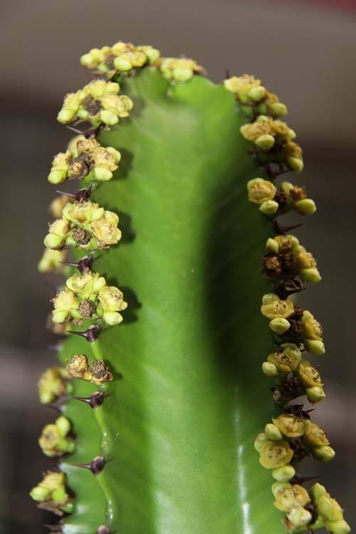 如果龙骨这样养，那么你的龙骨很可能也会开花哦