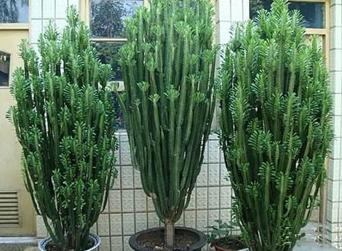 如果龙骨这样养，那么你的龙骨很可能也会开花哦