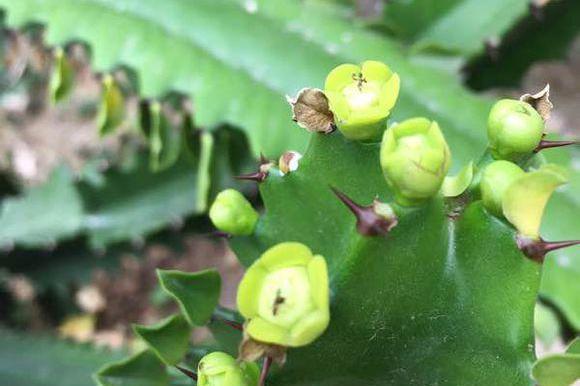 如果龙骨这样养，那么你的龙骨很可能也会开花哦