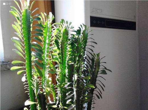 如果龙骨这样养，那么你的龙骨很可能也会开花哦