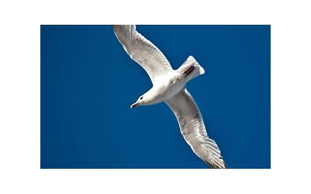 小趴菜什么意思网络用语？