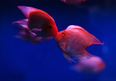 你见过鹦鹉但你见过鹦鹉鱼吗，一种色彩鲜艳的热带观赏鱼