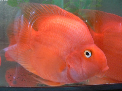 你见过鹦鹉但你见过鹦鹉鱼吗，一种色彩鲜艳的热带观赏鱼