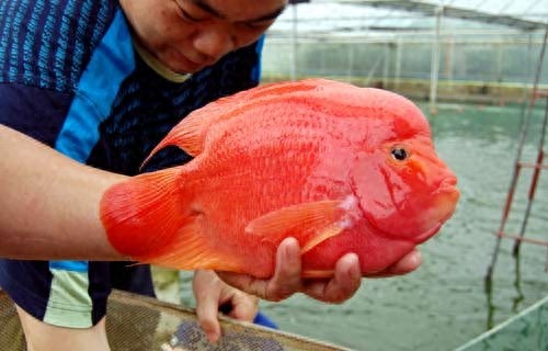 你见过鹦鹉但你见过鹦鹉鱼吗，一种色彩鲜艳的热带观赏鱼