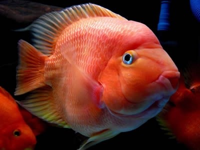 你见过鹦鹉但你见过鹦鹉鱼吗，一种色彩鲜艳的热带观赏鱼