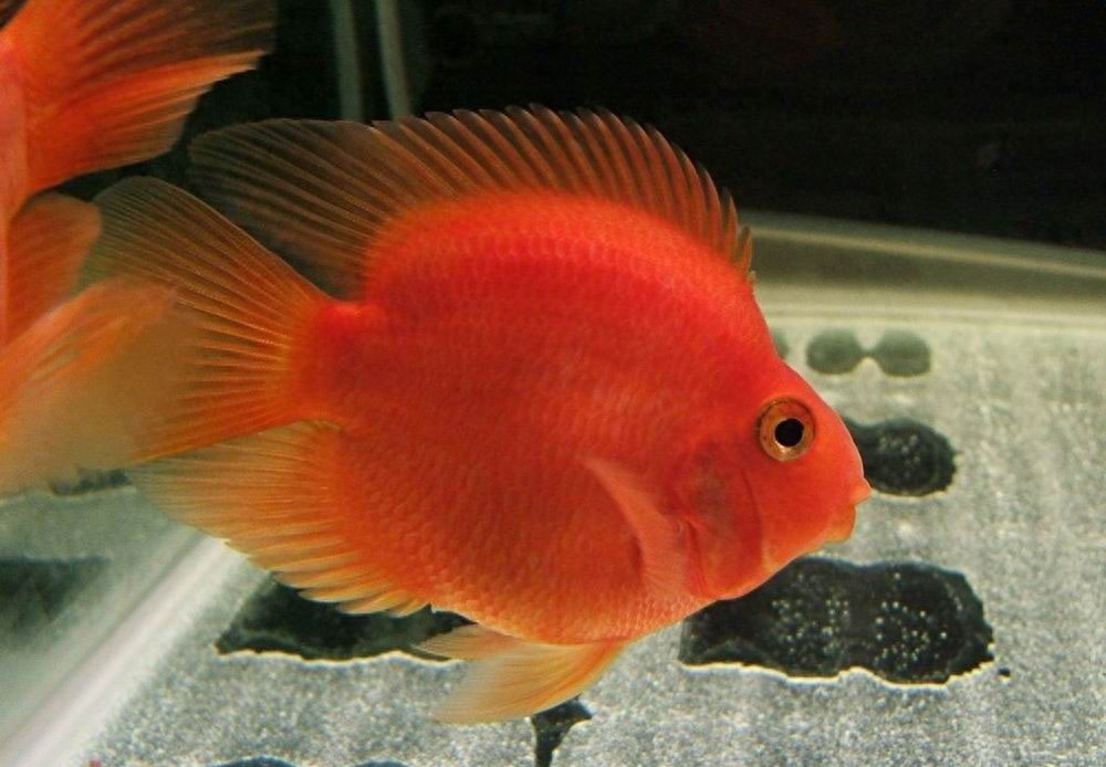 你见过鹦鹉但你见过鹦鹉鱼吗，一种色彩鲜艳的热带观赏鱼