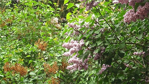 哈尔滨隐藏最深的一座公园，外地人恐怕都找不到——清滨公园