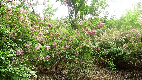 哈尔滨隐藏最深的一座公园，外地人恐怕都找不到——清滨公园