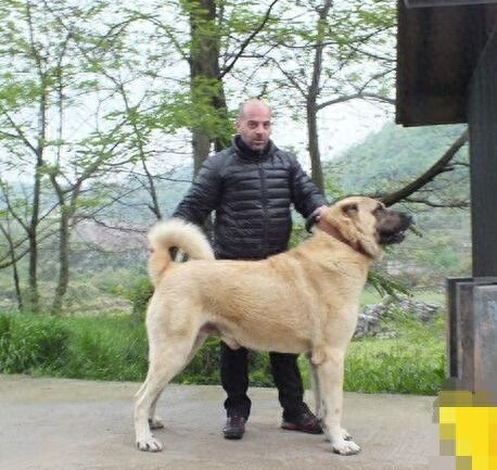 世界上唯一被视为国宝的烈性犬：土耳其坎高犬，真那么神？