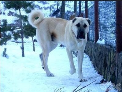 世界上唯一被视为国宝的烈性犬：土耳其坎高犬，真那么神？