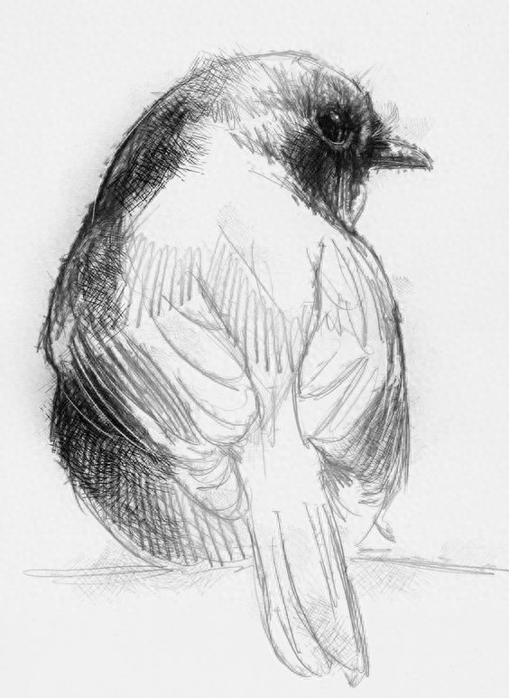 趣味素描——小鸟