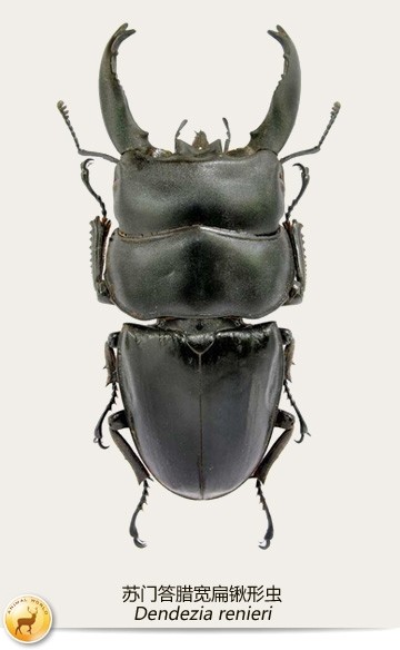 色彩斑斓的锹甲虫