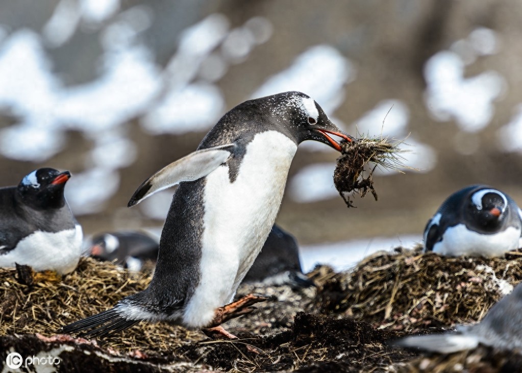 巴布亚企鹅（Pygoscelis papua）