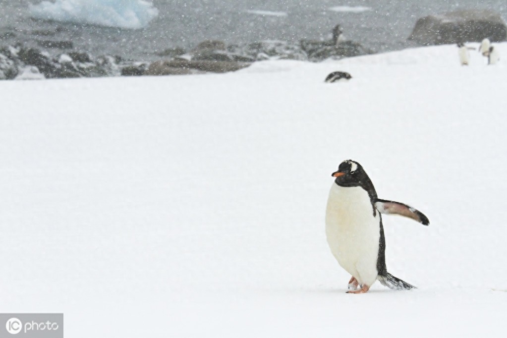 巴布亚企鹅（Pygoscelis papua）
