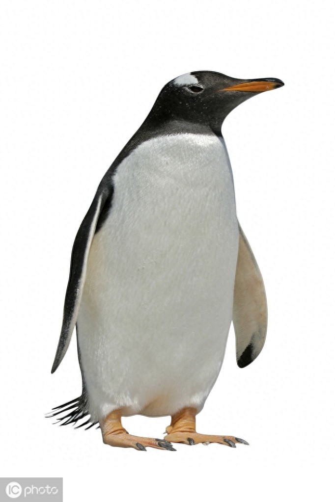 巴布亚企鹅（Pygoscelis papua）