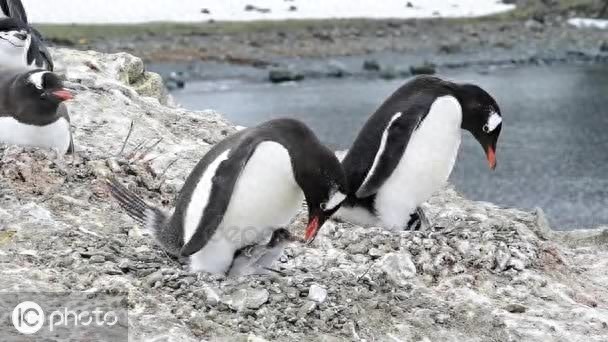 巴布亚企鹅（Pygoscelis papua）