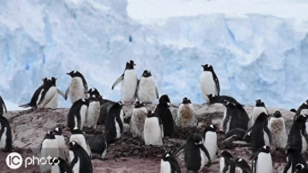 巴布亚企鹅（Pygoscelis papua）