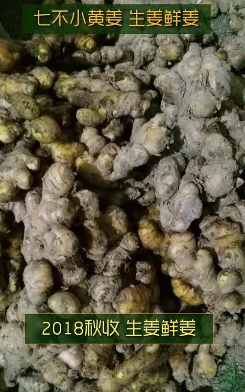 刚出土姜最简单的保存方法