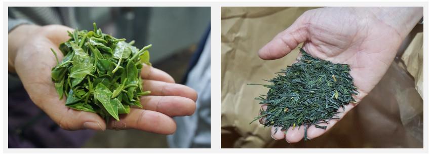 日本茶叶哪个好 日本茶叶茶种介绍