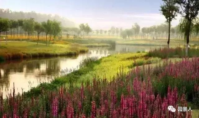 水生植物简介（水生植物普及知识干货来袭）(34)