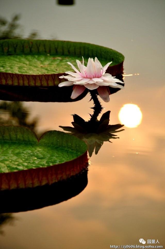 水生植物简介（水生植物普及知识干货来袭）(17)