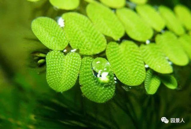 水生植物简介（水生植物普及知识干货来袭）(12)