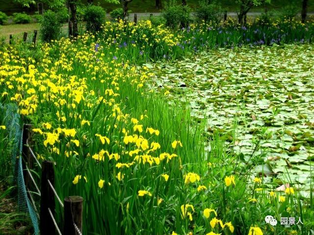 水生植物简介（水生植物普及知识干货来袭）(37)