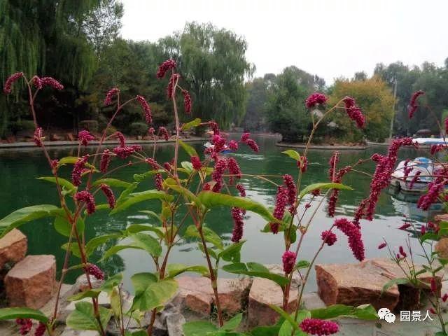 水生植物简介（水生植物普及知识干货来袭）(26)