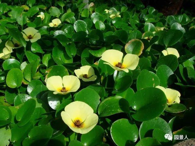 水生植物简介（水生植物普及知识干货来袭）(16)