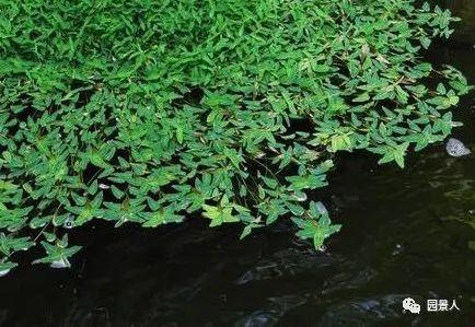水生植物简介（水生植物普及知识干货来袭）(11)