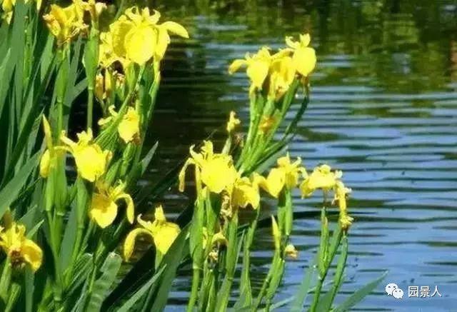 水生植物简介（水生植物普及知识干货来袭）(27)
