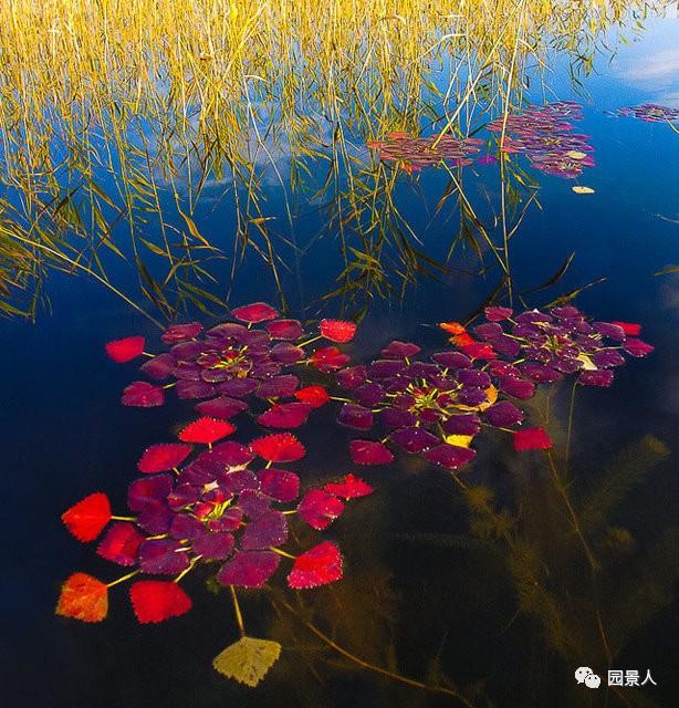 水生植物简介（水生植物普及知识干货来袭）(28)