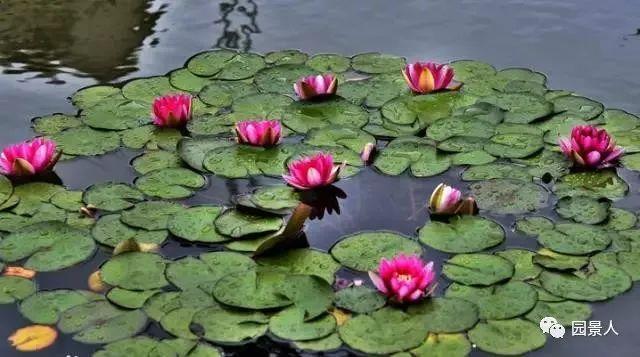 水生植物简介（水生植物普及知识干货来袭）(30)