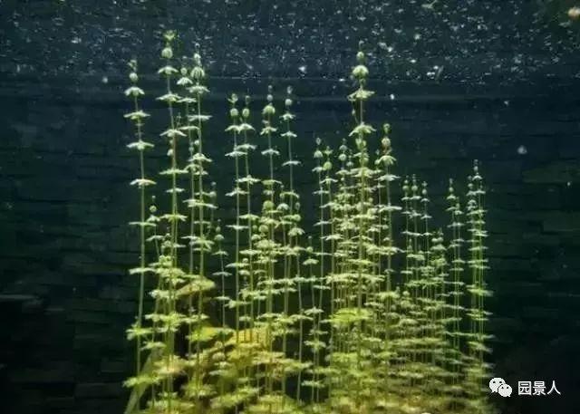 水生植物简介（水生植物普及知识干货来袭）(39)