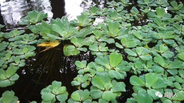 水生植物简介（水生植物普及知识干货来袭）(9)