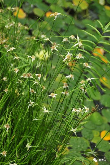 水生植物简介（水生植物普及知识干货来袭）(20)
