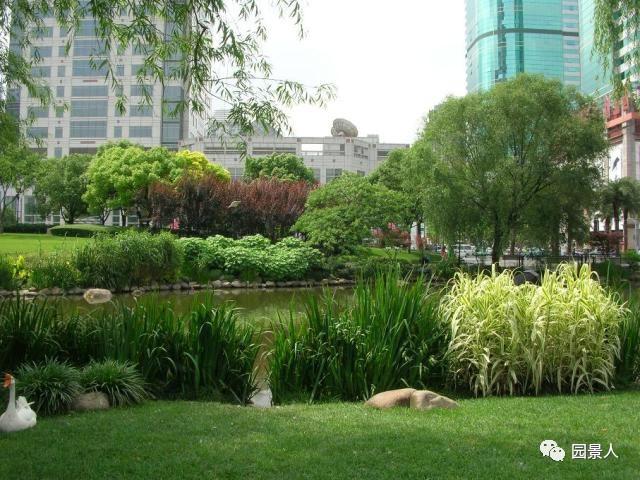 水生植物简介（水生植物普及知识干货来袭）(32)