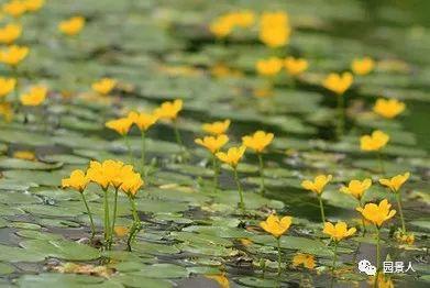 水生植物简介（水生植物普及知识干货来袭）(18)
